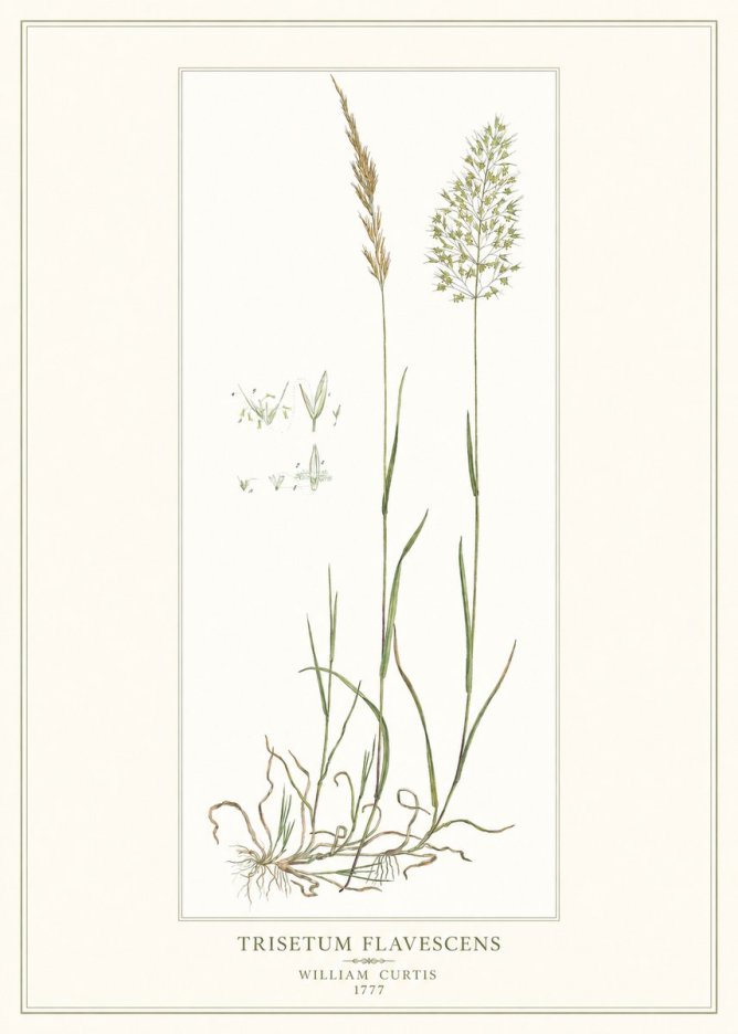 William Curtis Trisetum Flavescens I No1 - Plakát