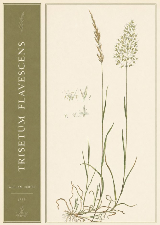 William Curtis Trisetum Flavescens I No2 - Plakát