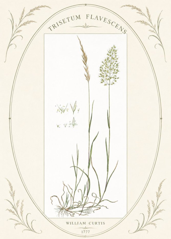 William Curtis Trisetum Flavescens I No4 - Plakát