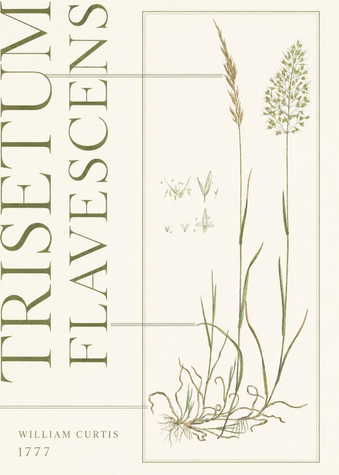 William Curtis Trisetum Flavescens I No5 - Plakát