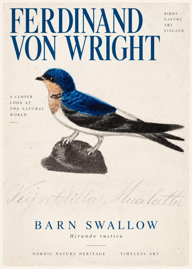 Ferdinand von Wright Swallow (Hirundo Rustica) No3 - Plakát