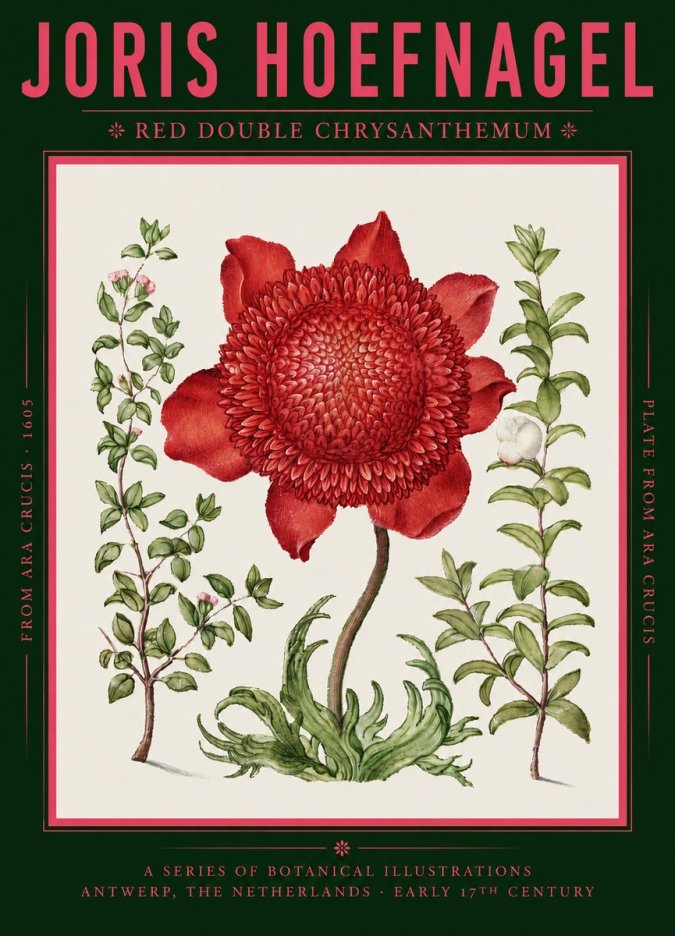 Joris Hoefnagel Red Double Chrysanthemum No2 - Plakát