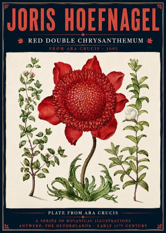 Joris Hoefnagel Red Double Chrysanthemum No6 - Plakát