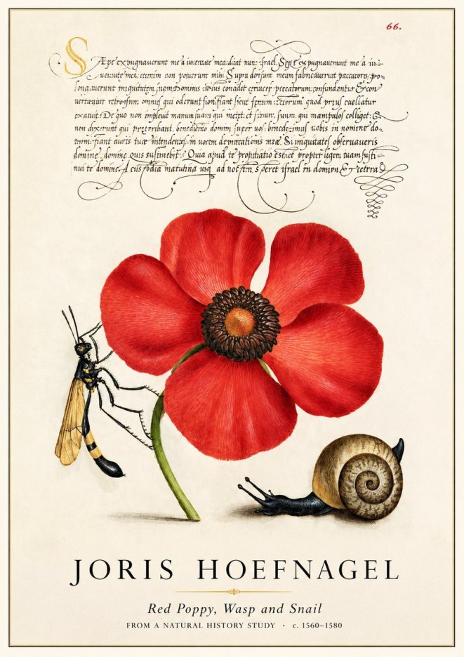 Joris Hoefnagel Poppy, Wasp & Snail No3 - Plakát