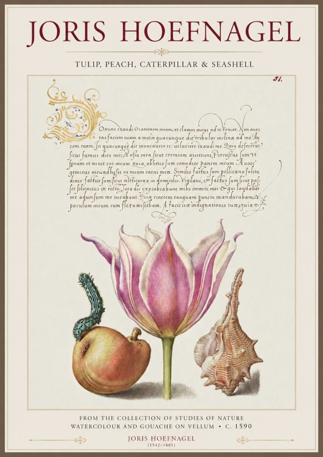 Joris Hoefnagel Tulip, Peach, Caterpillar & Seashell No1 - Plakát
