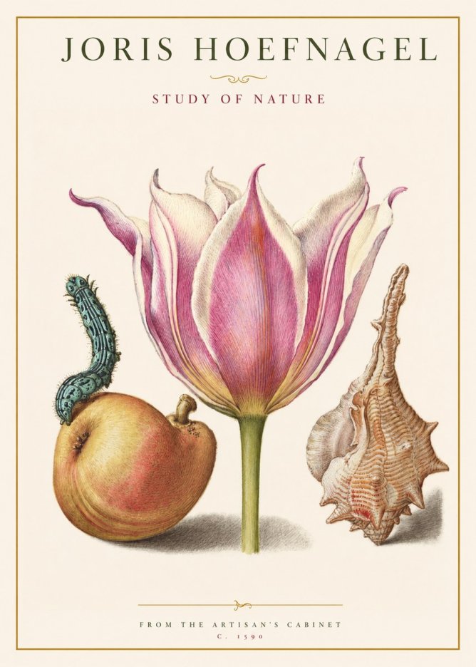 Joris Hoefnagel Tulip, Peach, Caterpillar & Seashell No2 - Plakát