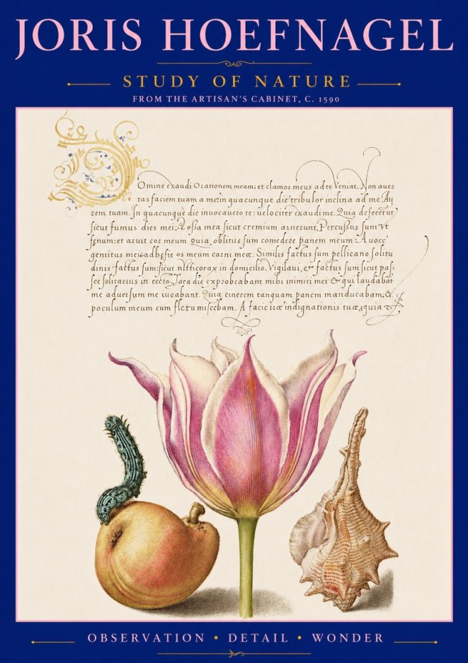 Joris Hoefnagel Tulip, Peach, Caterpillar & Seashell No3 - Plakát