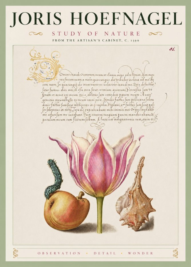 Joris Hoefnagel Tulip, Peach, Caterpillar & Seashell No4 - Plakát