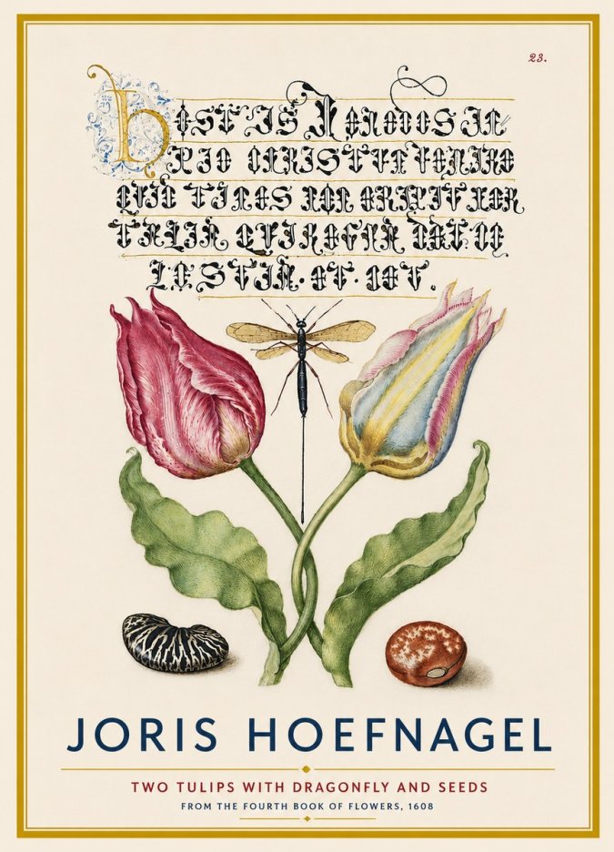 Joris Hoefnagel Two Tulips with Dragonfly and Seeds No4 - Plakát