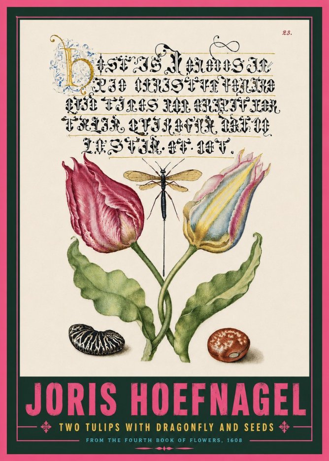 Joris Hoefnagel Two Tulips with Dragonfly and Seeds No5 - Plakát