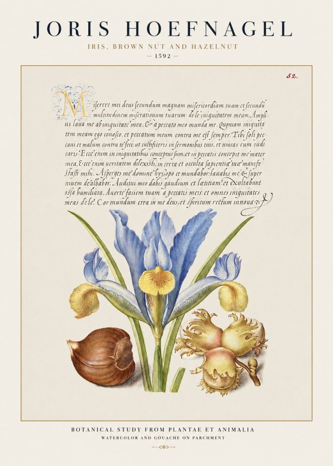 Joris Hoefnagel Iris, Brown Nut and Hazelnut No1 - Plakát