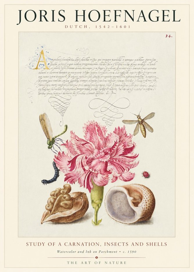 Joris Hoefnagel Study of a Carnation, Insects and Shells No1 - Plakát