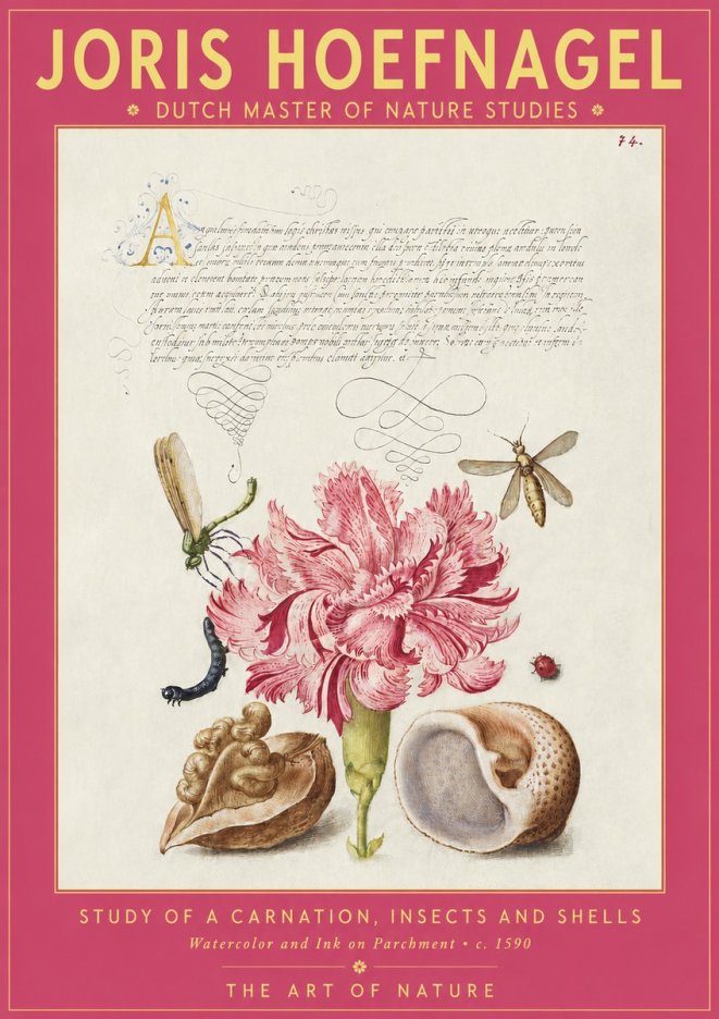 Joris Hoefnagel Study of a Carnation, Insects and Shells No2 - Plakát