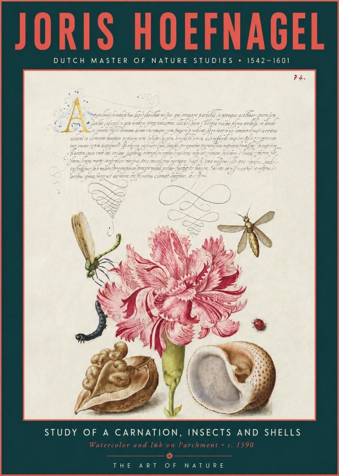Joris Hoefnagel Study of a Carnation, Insects and Shells No3 - Plakát