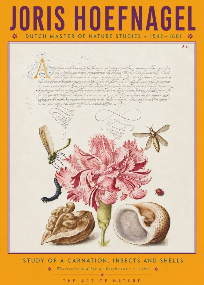Joris Hoefnagel Study of a Carnation, Insects and Shells No4 - Plakát