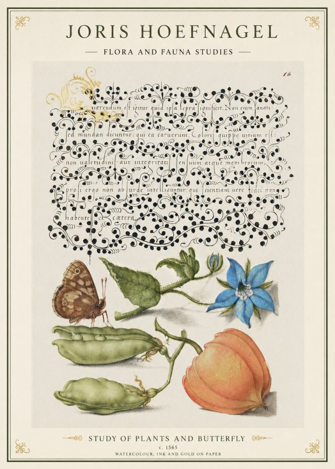 Joris Hoefnagel Study of Plants and Butterfly No1 - Plakát
