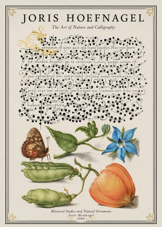 Joris Hoefnagel Study of Plants and Butterfly No2 - Plakát