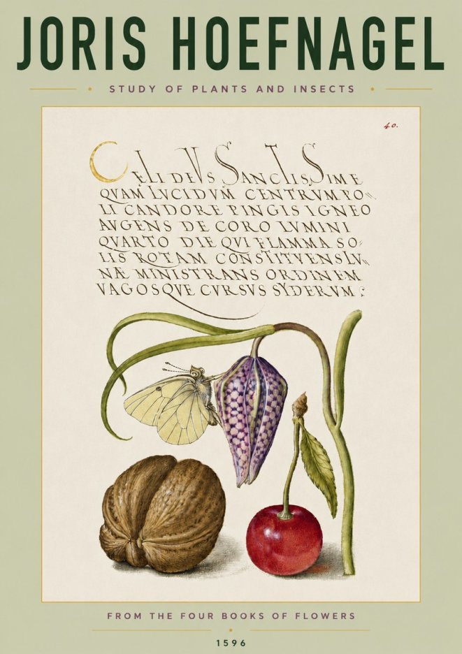 Joris Hoefnagel Study of Plants and Insects No4 - Plakát
