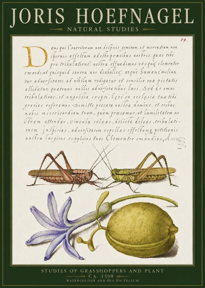 Joris Hoefnagel Studies of Grasshoppers and Plant No2 - Plakát