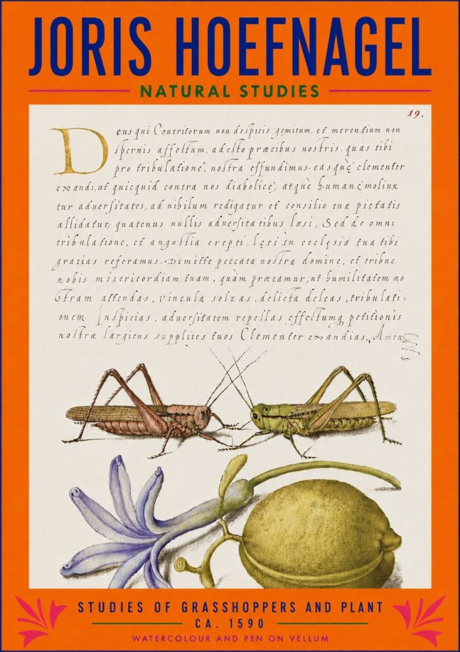 Joris Hoefnagel Studies of Grasshoppers and Plant No3 - Plakát