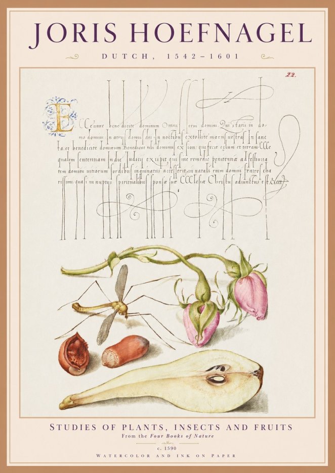 Joris Hoefnagel Studies of Plants, Insects and Fruits No1 - Plakát