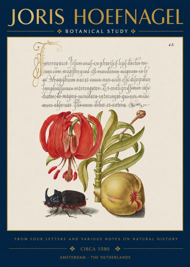 Joris Hoefnagel Botanical Study II No3 - Plakát