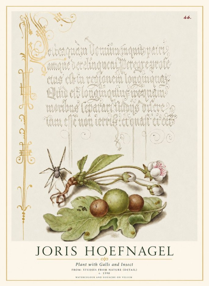 Joris Hoefnagel Plant with Galls and Insect No1 - Plakát