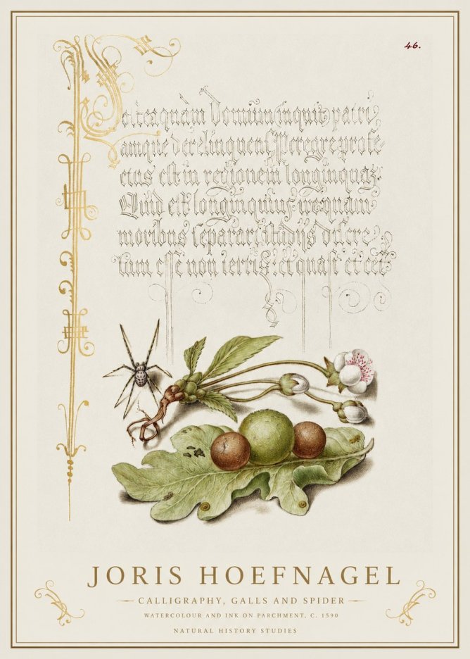 Joris Hoefnagel Plant with Galls and Insect No2 - Plakát