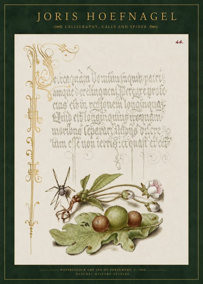 Joris Hoefnagel Plant with Galls and Insect No3 - Plakát