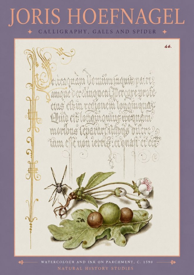 Joris Hoefnagel Plant with Galls and Insect No4 - Plakát