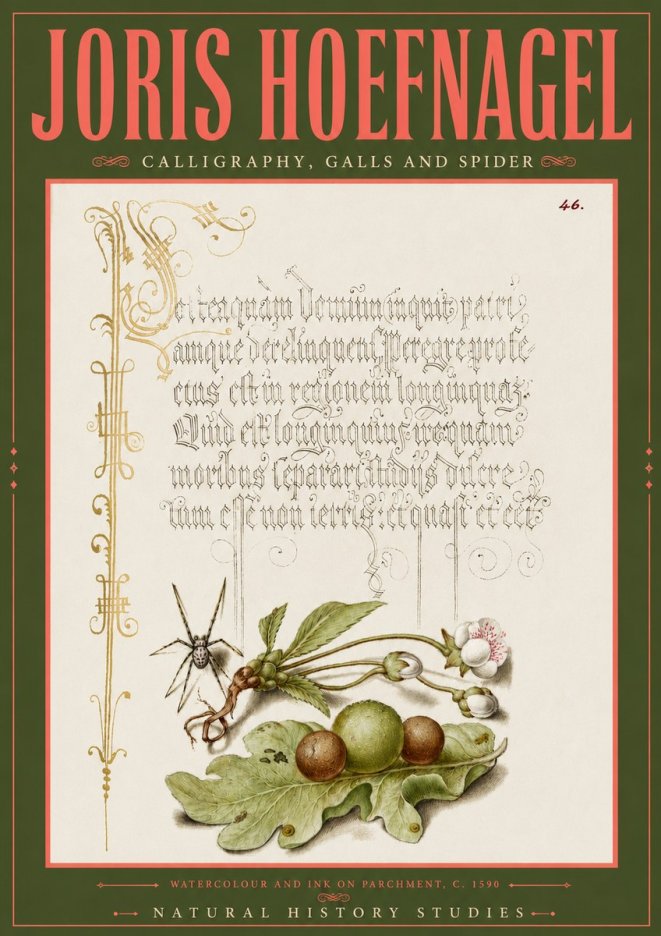 Joris Hoefnagel Plant with Galls and Insect No6 - Plakát