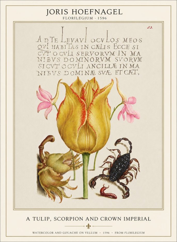 Joris Hoefnagel A Tulip, Scorpion and Crown Imperial No1 - Plakát