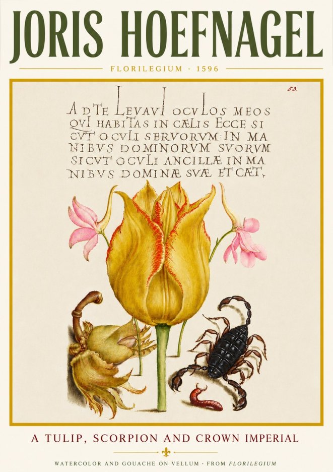 Joris Hoefnagel A Tulip, Scorpion and Crown Imperial No4 - Plakát