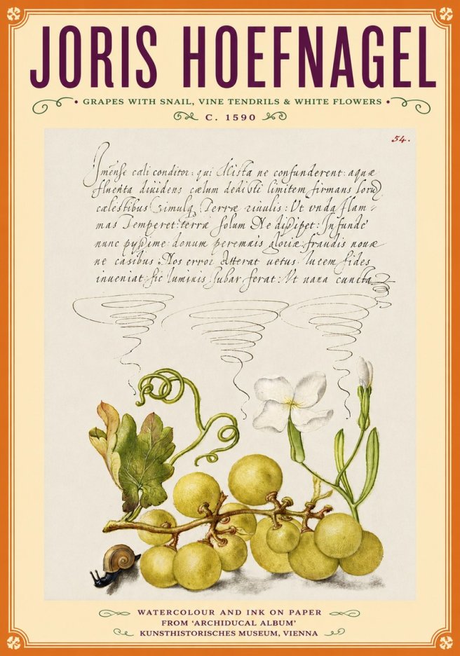 Joris Hoefnagel Grapes with Snail, Vine Tendrils & White Flowers No6 - Plakát
