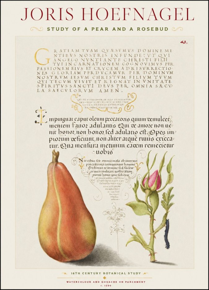 Joris Hoefnagel Aphorisms with Pear and Rose No3 - Plakát