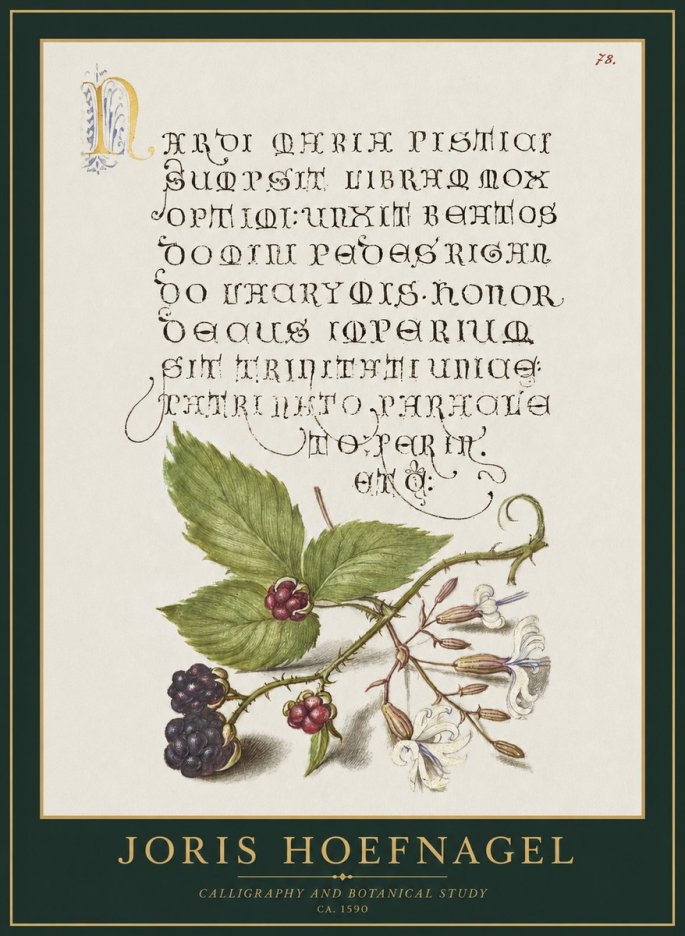 Joris Hoefnagel Calligraphy and Botanical Study II No1 - Plakát