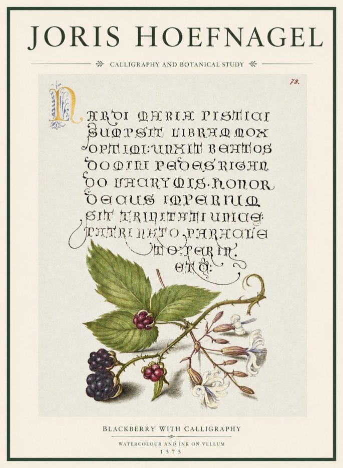 Joris Hoefnagel Calligraphy and Botanical Study II No5 - Plakát
