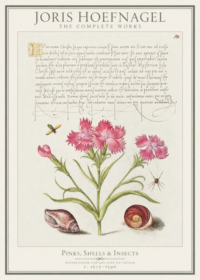 Joris Hoefnagel Pinks, Shells & Insects No1 - Plakát