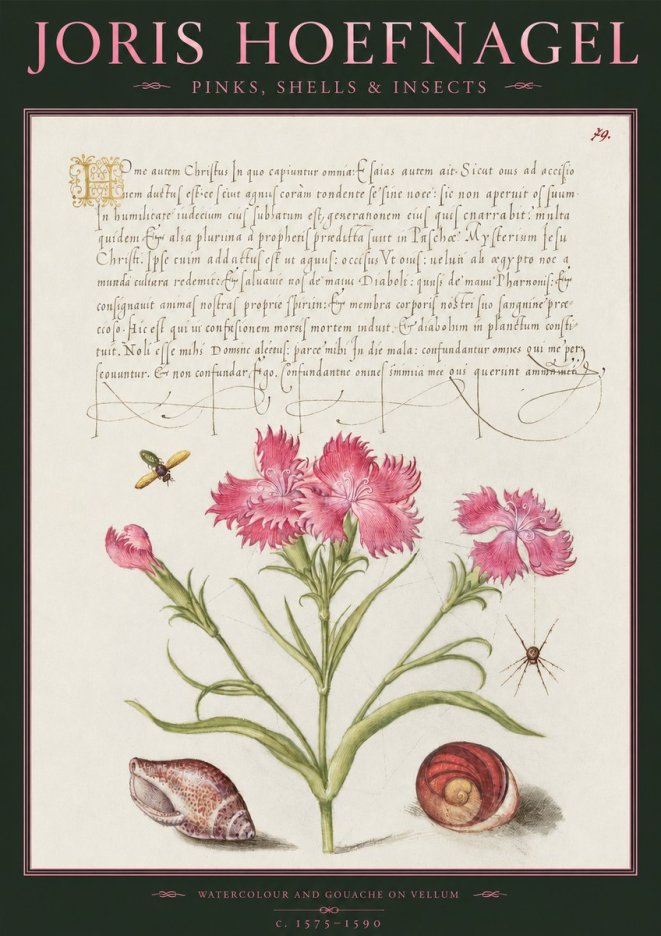 Joris Hoefnagel Pinks, Shells & Insects No2 - Plakát