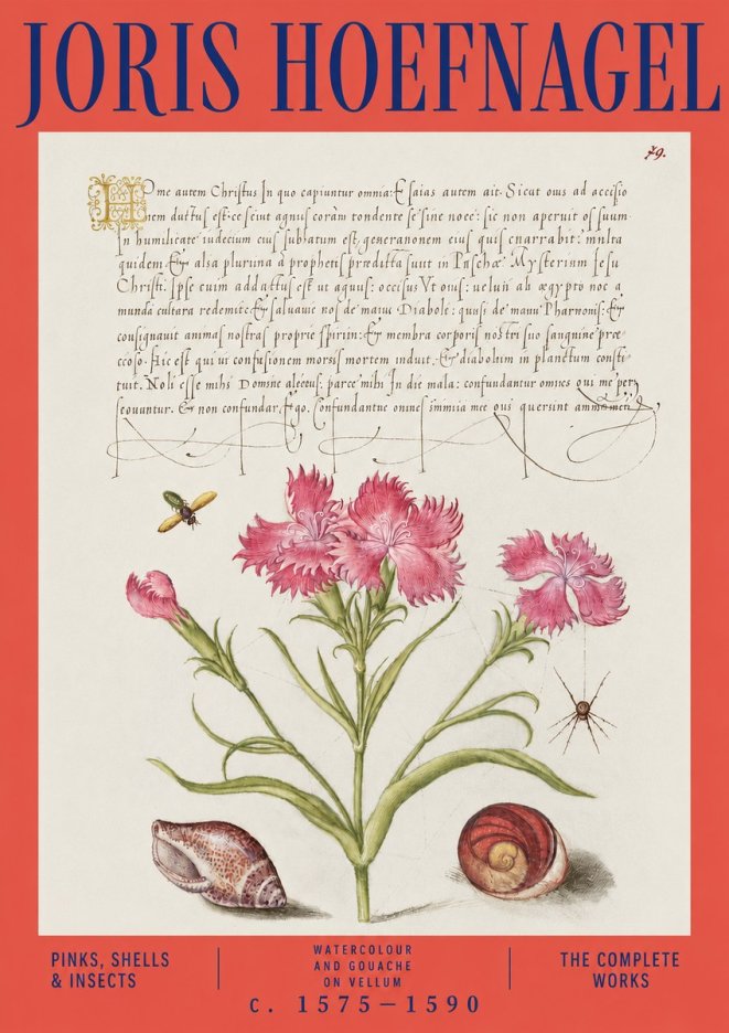 Joris Hoefnagel Pinks, Shells & Insects No3 - Plakát