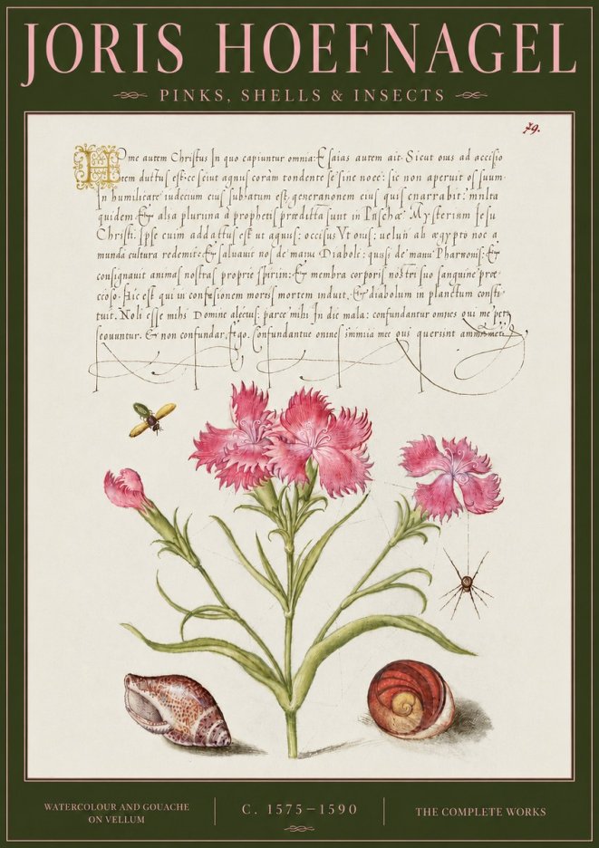Joris Hoefnagel Pinks, Shells & Insects No4 - Plakát