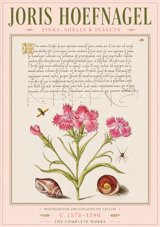 Joris Hoefnagel Pinks, Shells & Insects No6 - Plakát