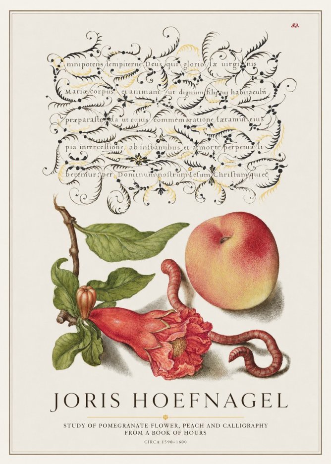 Joris Hoefnagel Study of Pomegranate Flower, Peach and Calligraphy from a Book of Hours No1 - Plakát