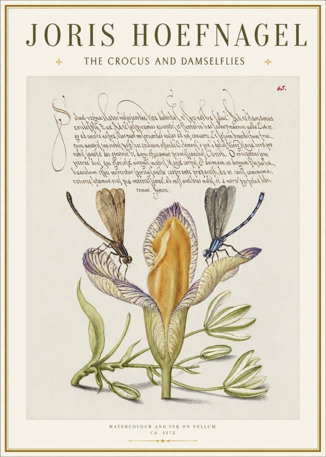 Joris Hoefnagel The Crocus and Damselflies No1 - Plakát