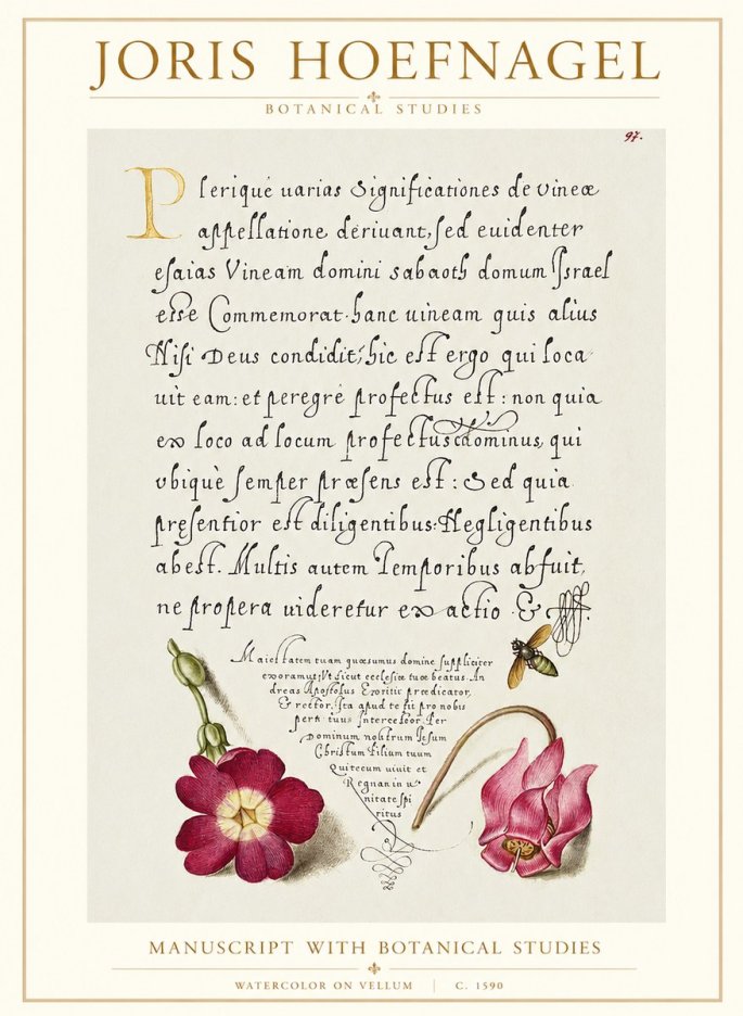 Joris Hoefnagel Manuscript with Botanical Studies No1 - Plakát