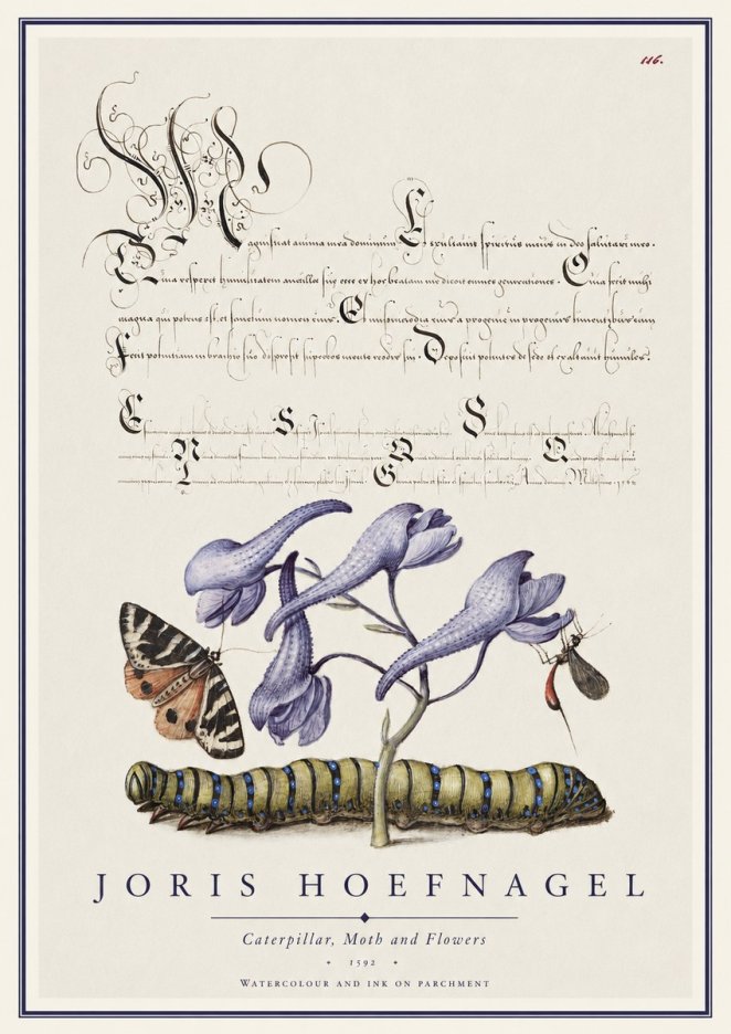 Joris Hoefnagel Caterpillar, Moth and Flowers No1 - Plakát