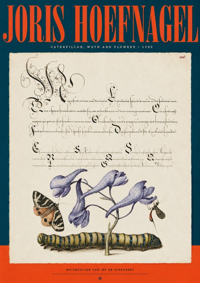 Joris Hoefnagel Caterpillar, Moth and Flowers No2 - Plakát