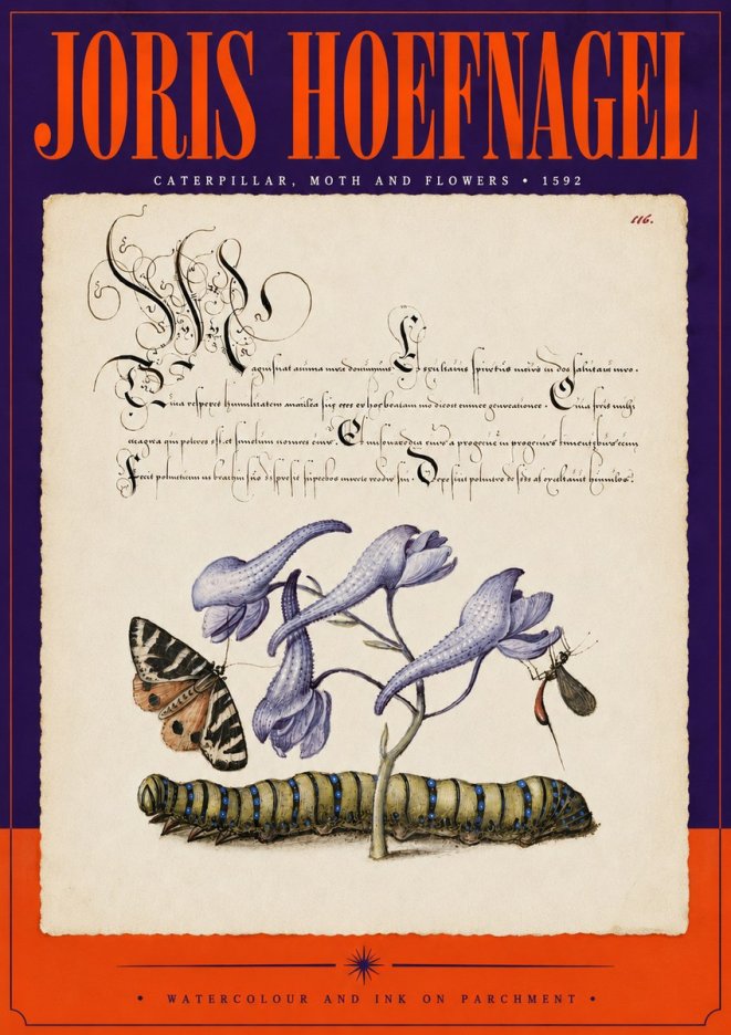 Joris Hoefnagel Caterpillar, Moth and Flowers No5 - Plakát