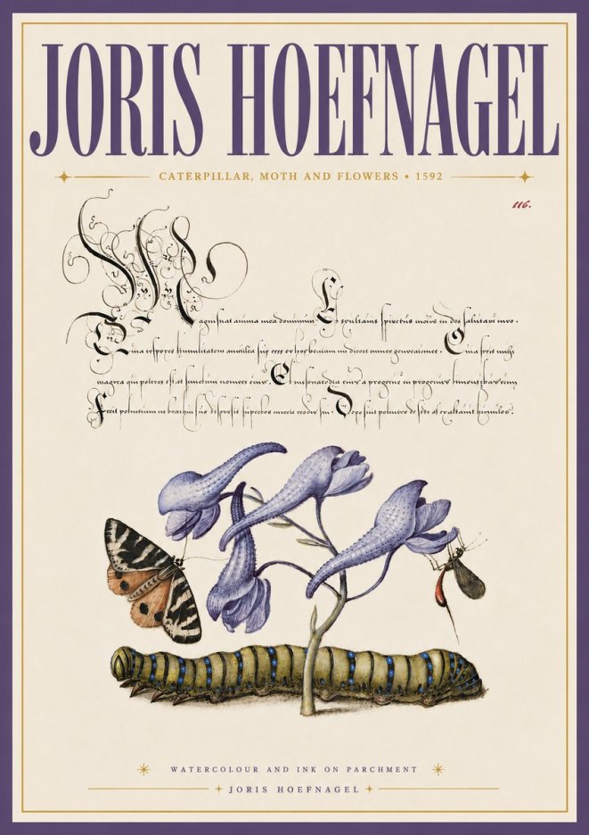 Joris Hoefnagel Caterpillar, Moth and Flowers No6 - Plakát