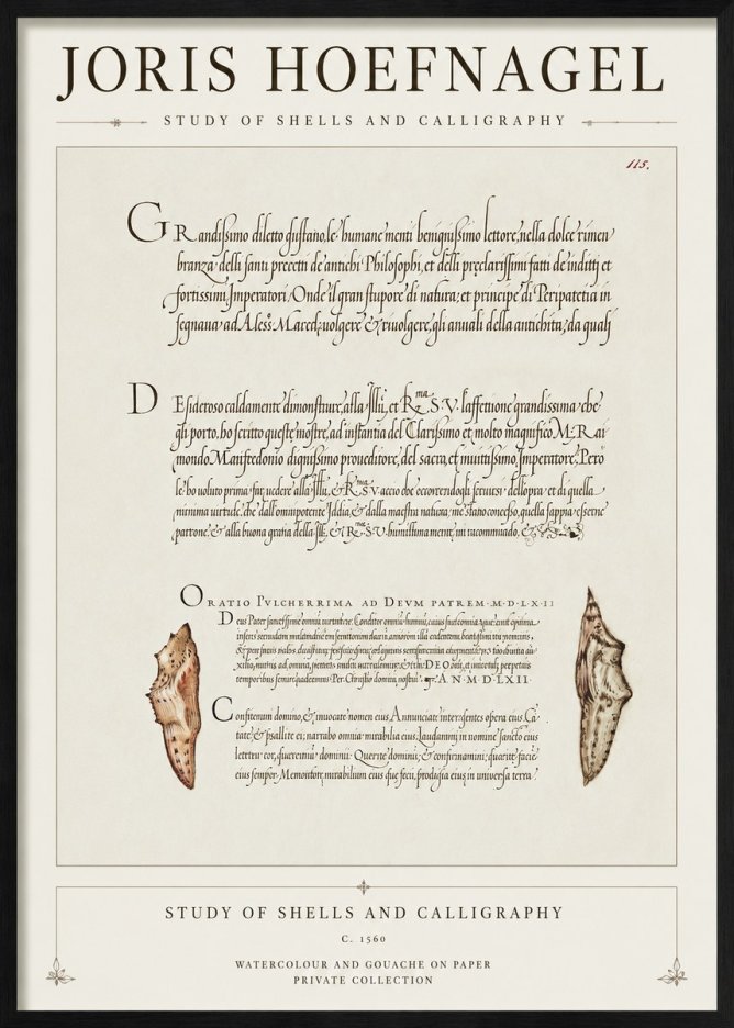 Joris Hoefnagel Study of Shells and Calligraphy No1 - Plakát